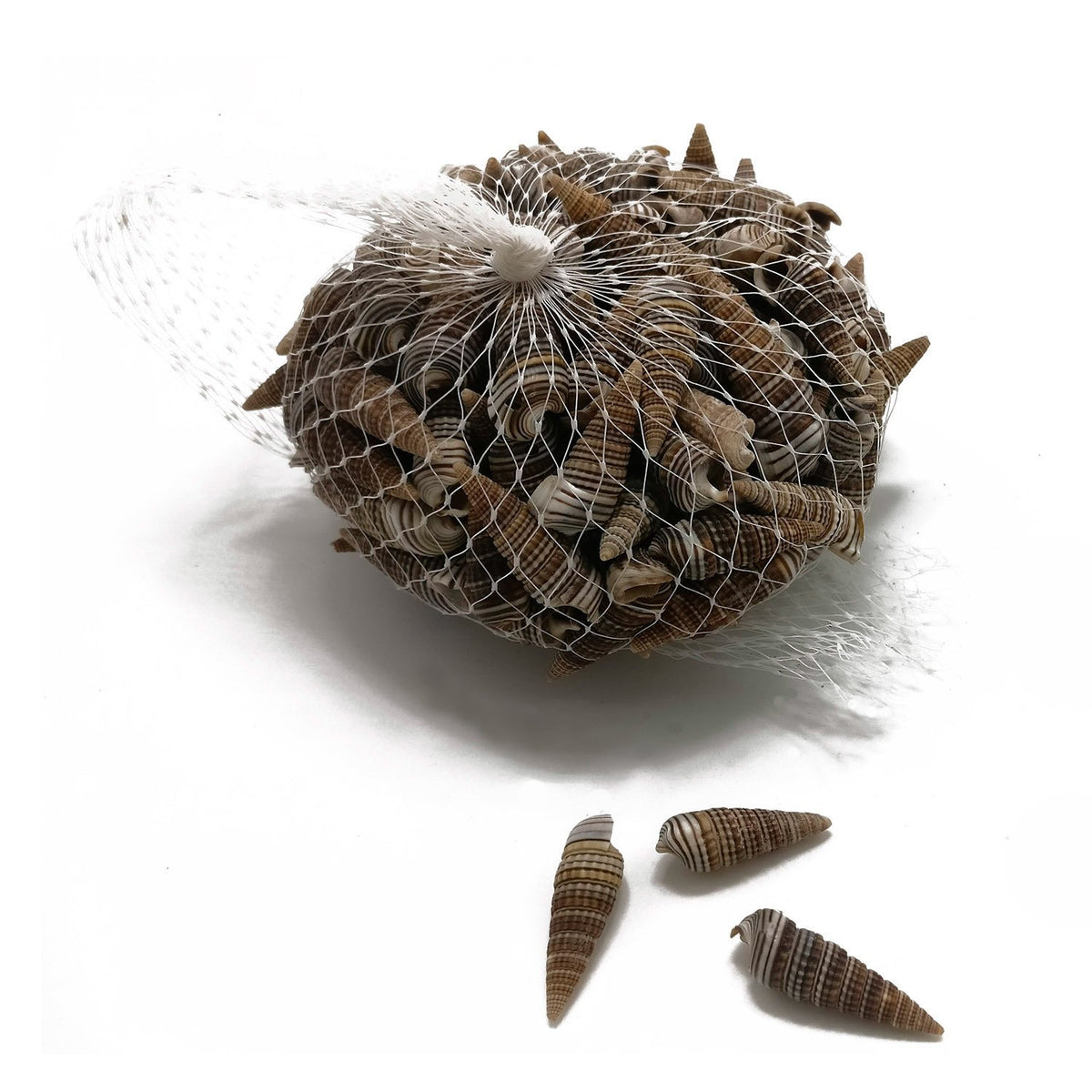 Sea Shells For Aquarium Crafts Decoration Mixed Size 1.5 to 3.5 CM Long With Width 5mm Approx Cone Brown Shade (Pack of 100 grams, 108 Pieces Approx) [ac-artifctcrfts-00011-m4]